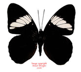 Adelpha epione (Peru)